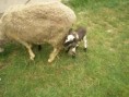 /album/beeeee/snimek-019-jpg/